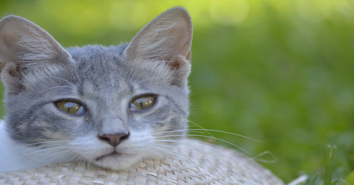 gatto grigio sguardo perplesso