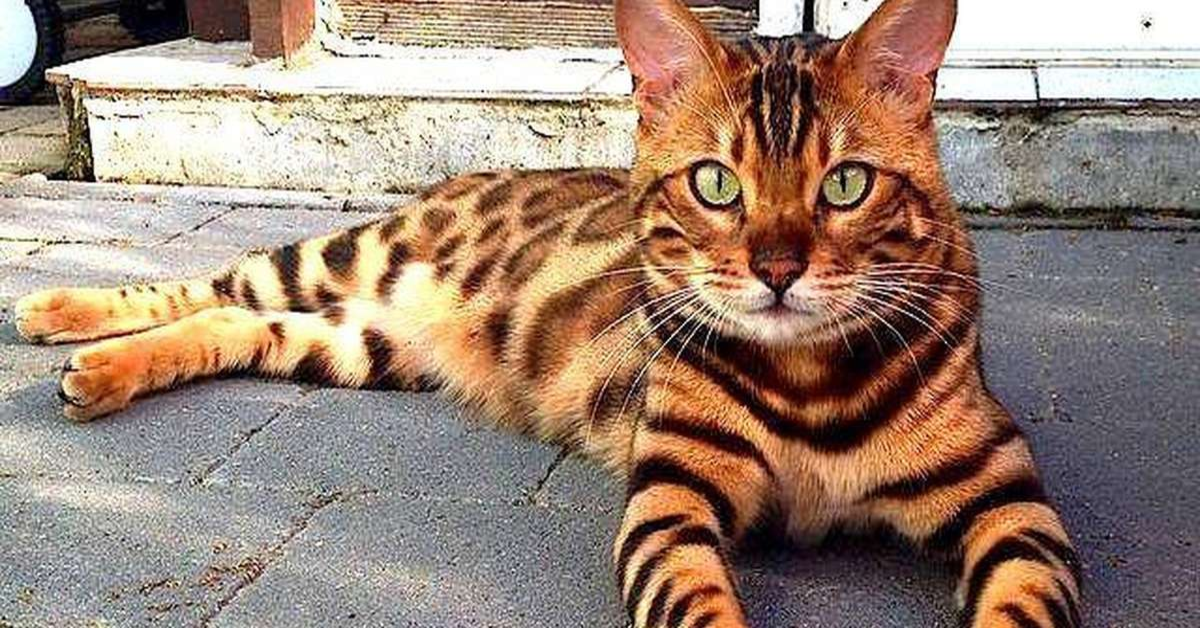 Un gattino Bengala enorme viene scambiato per un leopardo e causa panico in Messico (VIDEO)