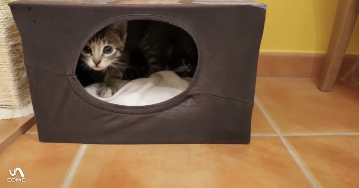 Attenzione al gatto se non vuole dormire nella sua cuccia: potrebbe voler dire qualcosa