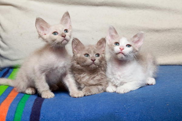 cuccioli di La Perm attenzioni