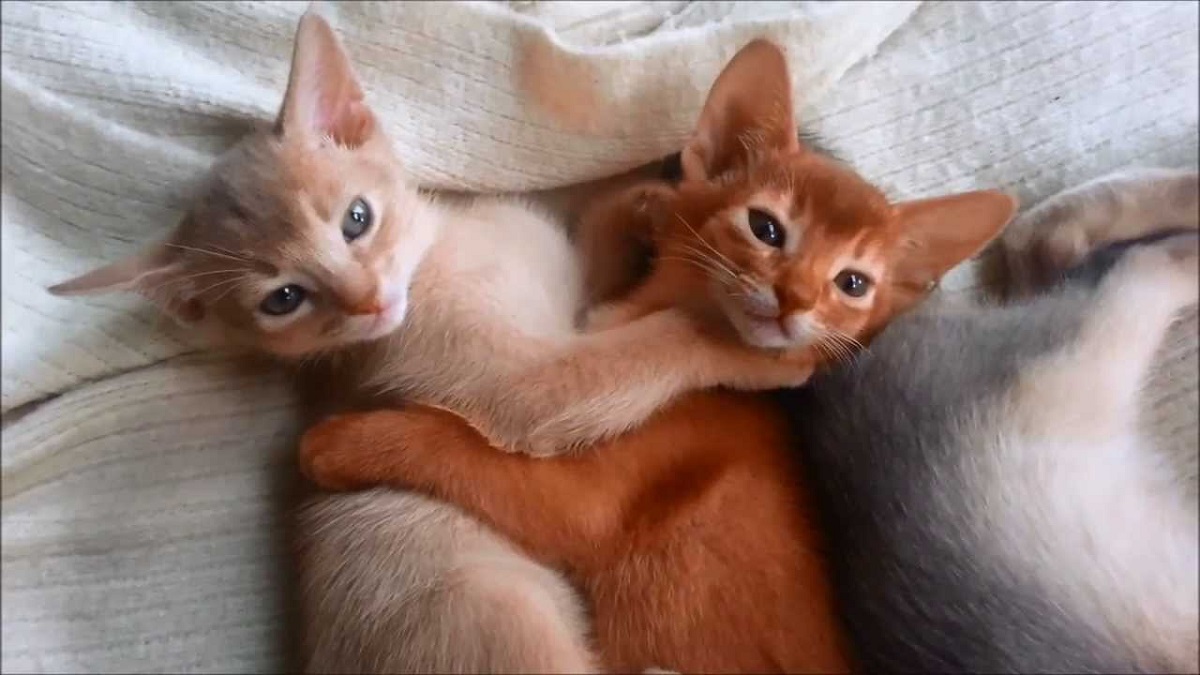 due gattini abbracciati