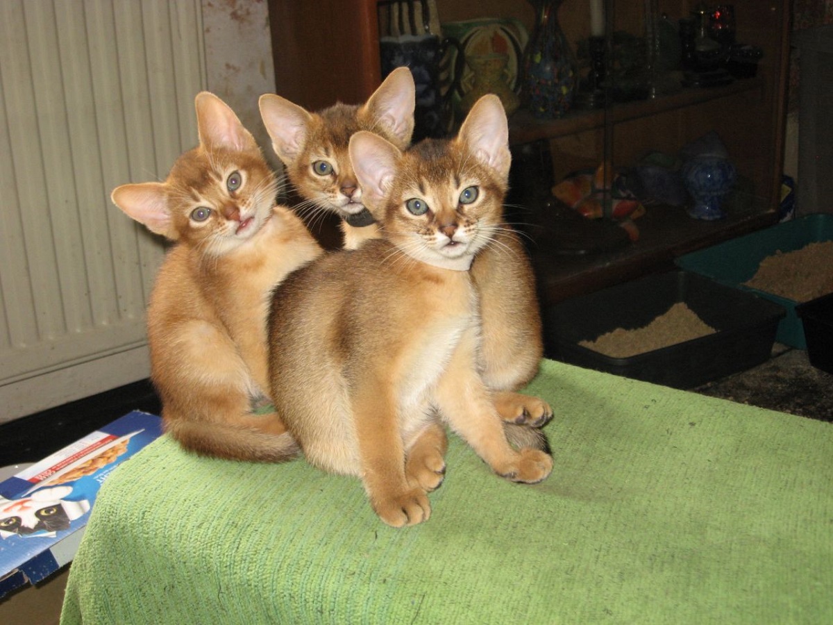 tre cuccioli di gatto abissino