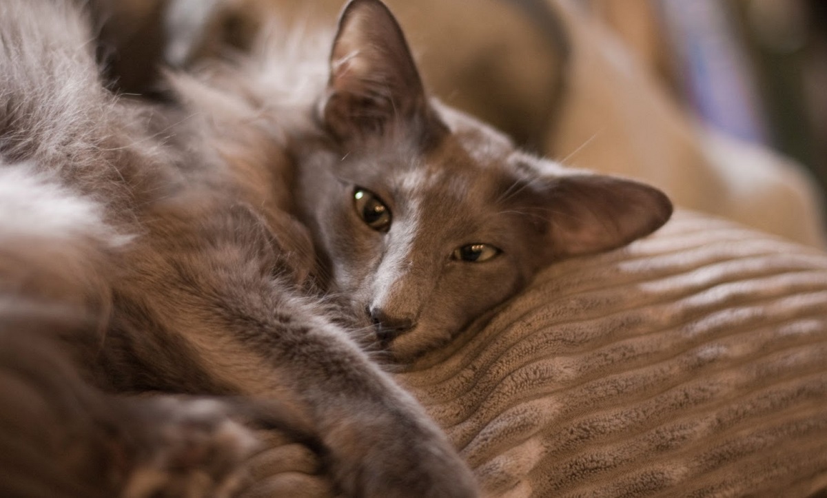 gatto dal pelo marrone