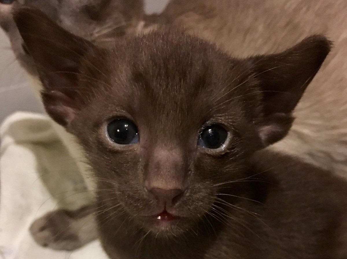 primo piano di un gattino