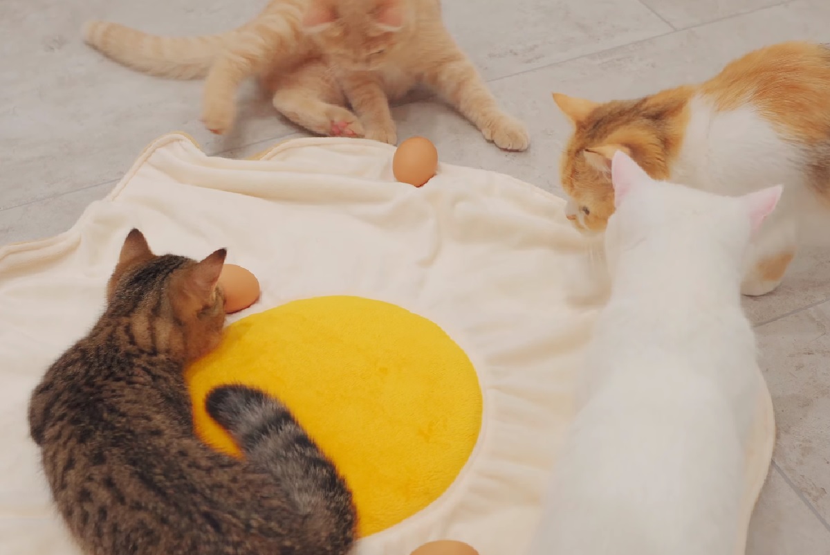 gattini uova curiosità felina