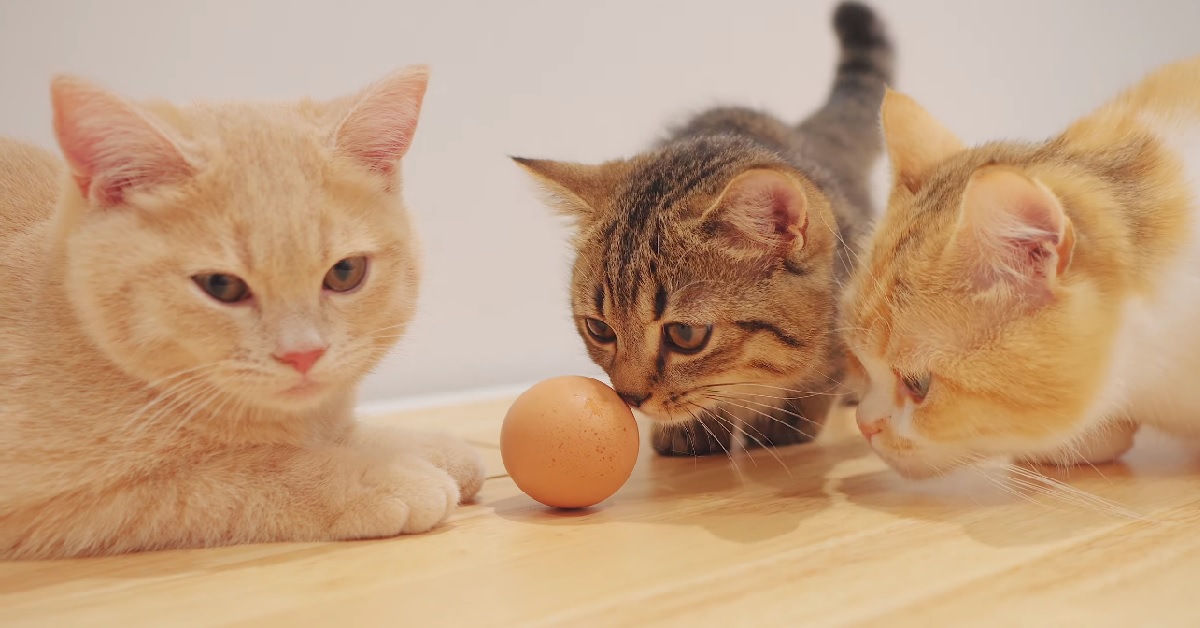 Dei gattini curiosi giocano per la prima volta con delle uova, alla fine del video ricevono il giusto premio