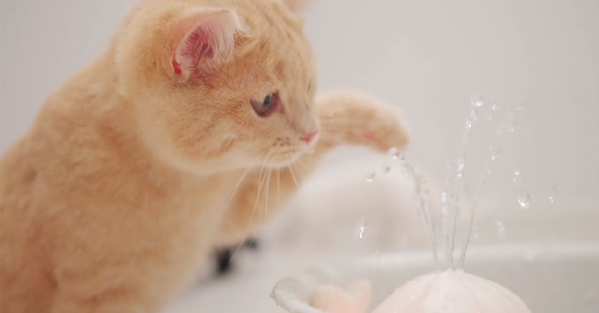 Dei gattini giocano per la prima volta con una fontana d’acqua, la loro reazione in video