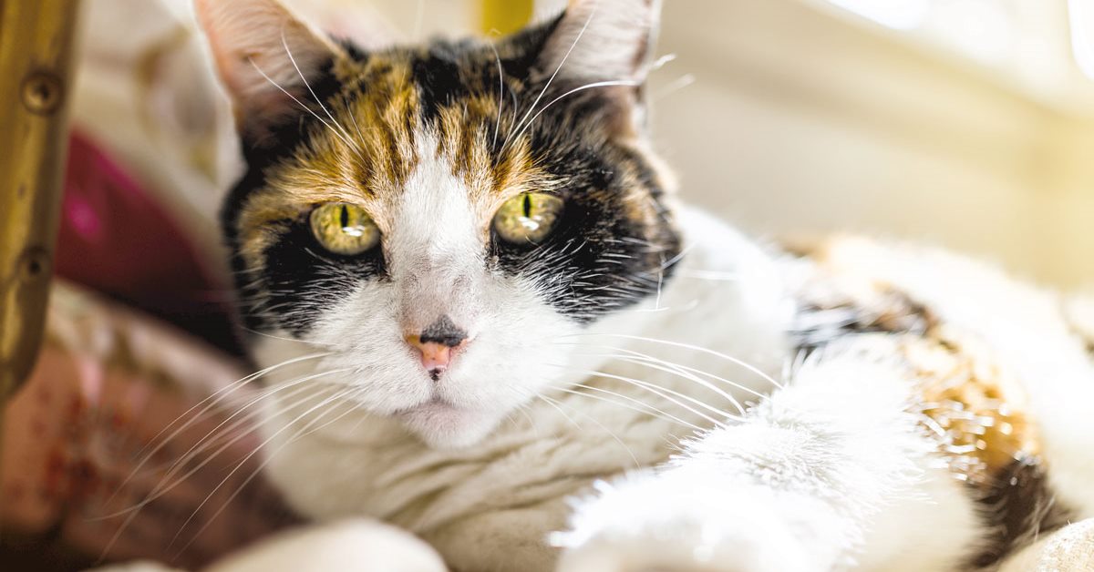 Direne per gatti: cosa sapere su questo integratore per Micio