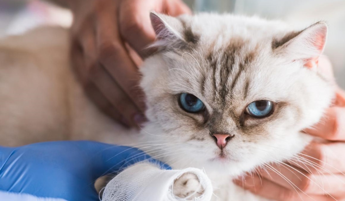 gatto con la zampa ferita