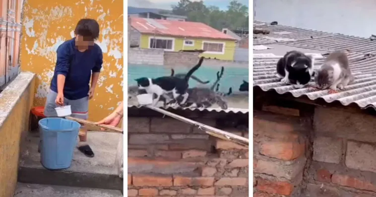 gatti sul tetto affamati tre foto