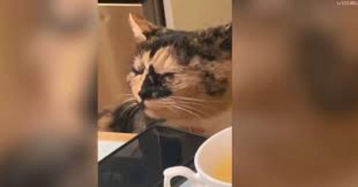 Mia, la gattina che piange a causa della cipolla  che la padrona utilizza per preparare la cena (VIDEO)