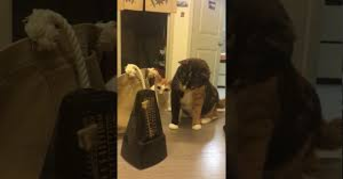 La divertente reazione di una gattina e del suo cucciolo alle prese con un metronomo (VIDEO)