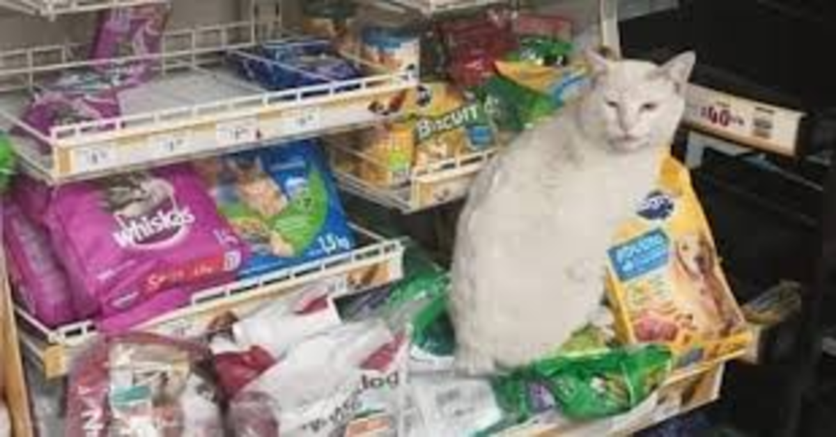 Il gattino randagio seduto fuori da un negozio aspetta che qualcuno gli compri del cibo  (VIDEO)