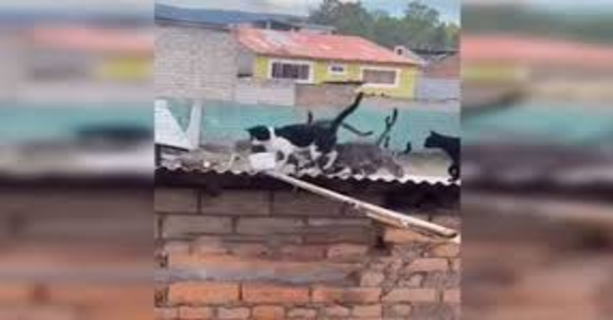 Una famiglia porta da mangiare a dei piccoli gattini abbandonati che avevano tanta fame (VIDEO)
