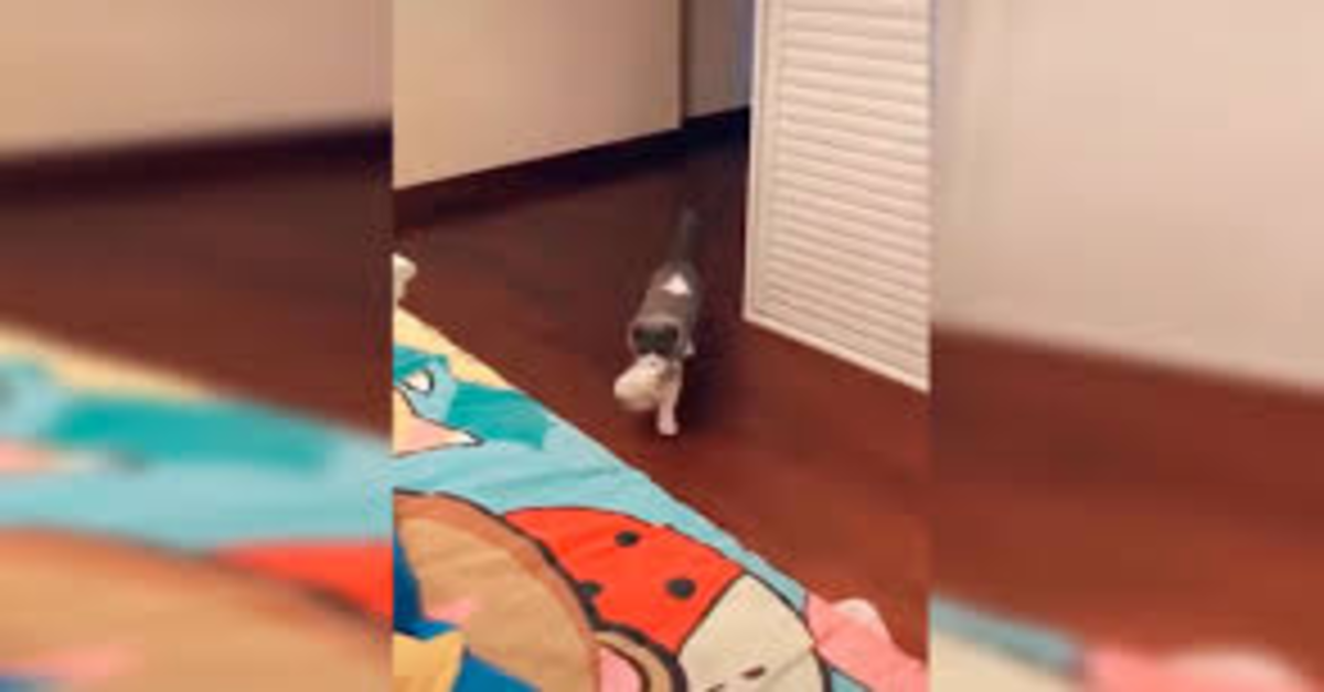 gatta entra in camera con cucciolo in bocca
