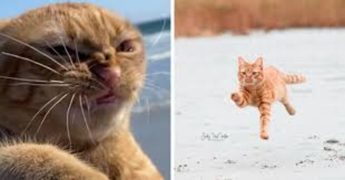 Pumpkin, l’irresistibile gattino rosso che vede per la prima volta il mare e la spiaggia (VIDEO)