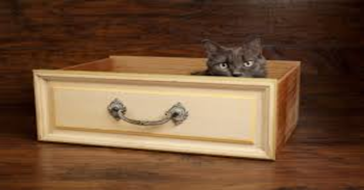 Il gattino Bindi, che toglie i vestiti da un cassetto per dormirci dentro (VIDEO)