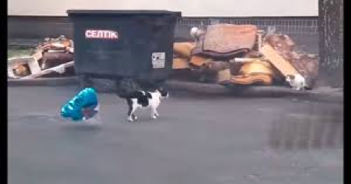 Il gattino romantico trova un palloncino abbandonato per strada e lo regala alla sua “fidanzata” (VIDEO)