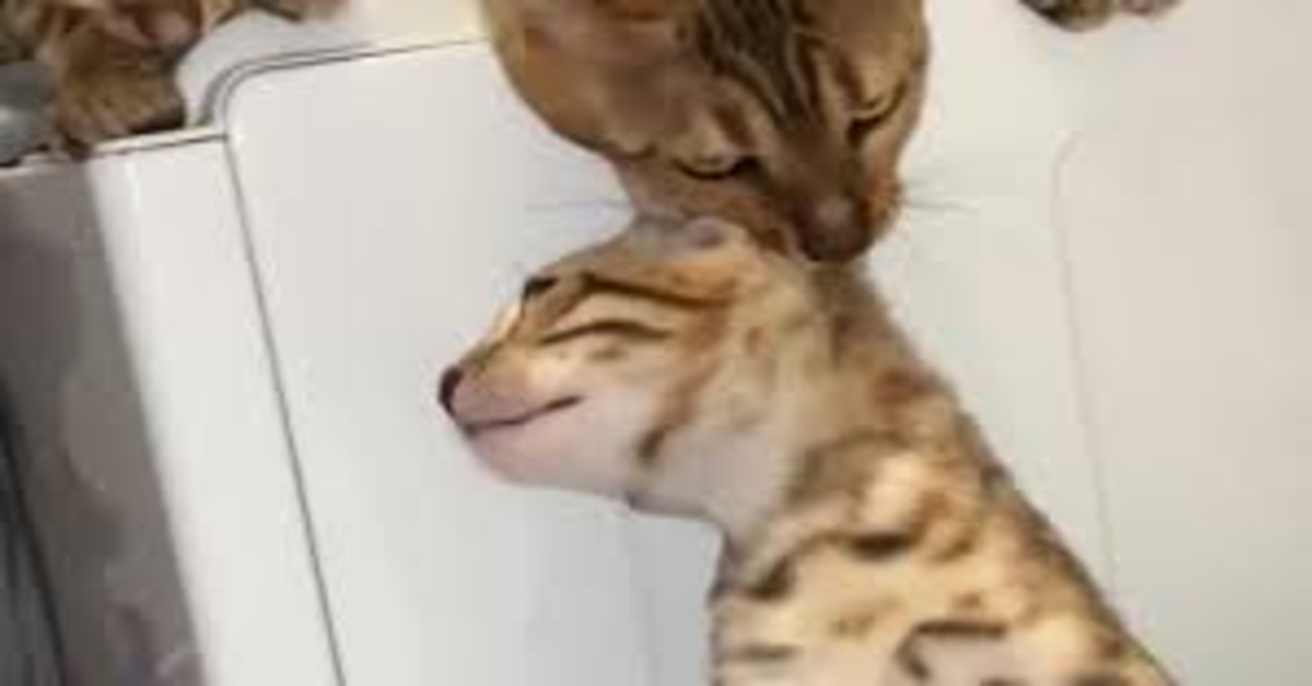 mamma bengala prende gattino per la collottola