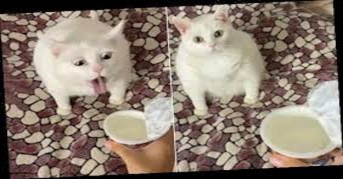 gatto bianco schifato dalla panna acida due foto