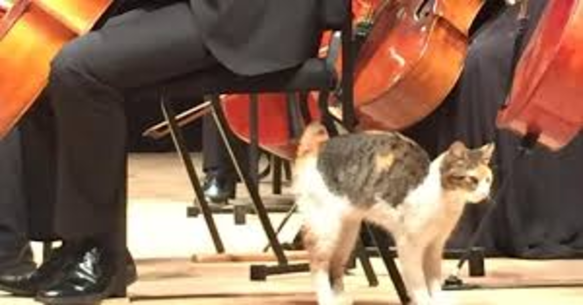 Il gattino dispettoso che interrompe il concerto di un’orchestra rubando lo spettacolo  (VIDEO)