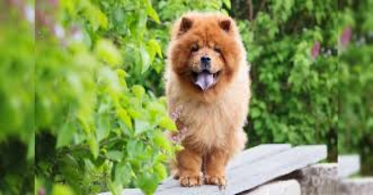 Chow Chow in giardino