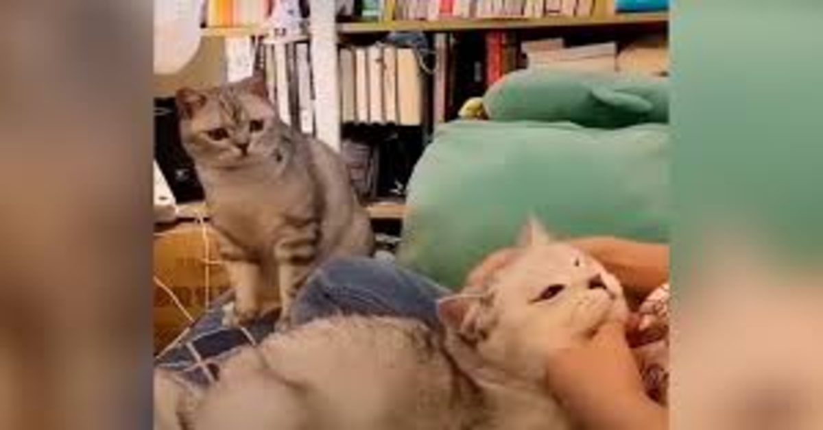 L’insolita reazione di un gattino che scopre la sua padrona sta coccolando un altro micio  (VIDEO)