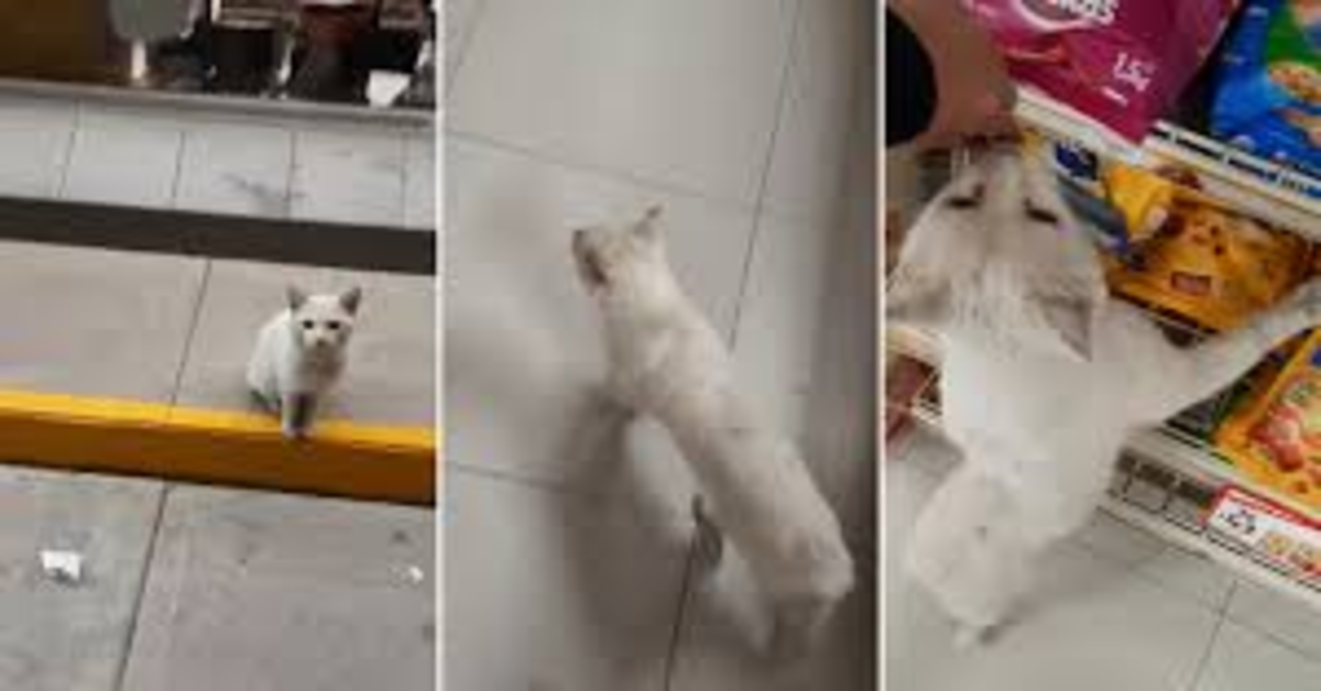 gatto coniglio fuori supermercato tre foto