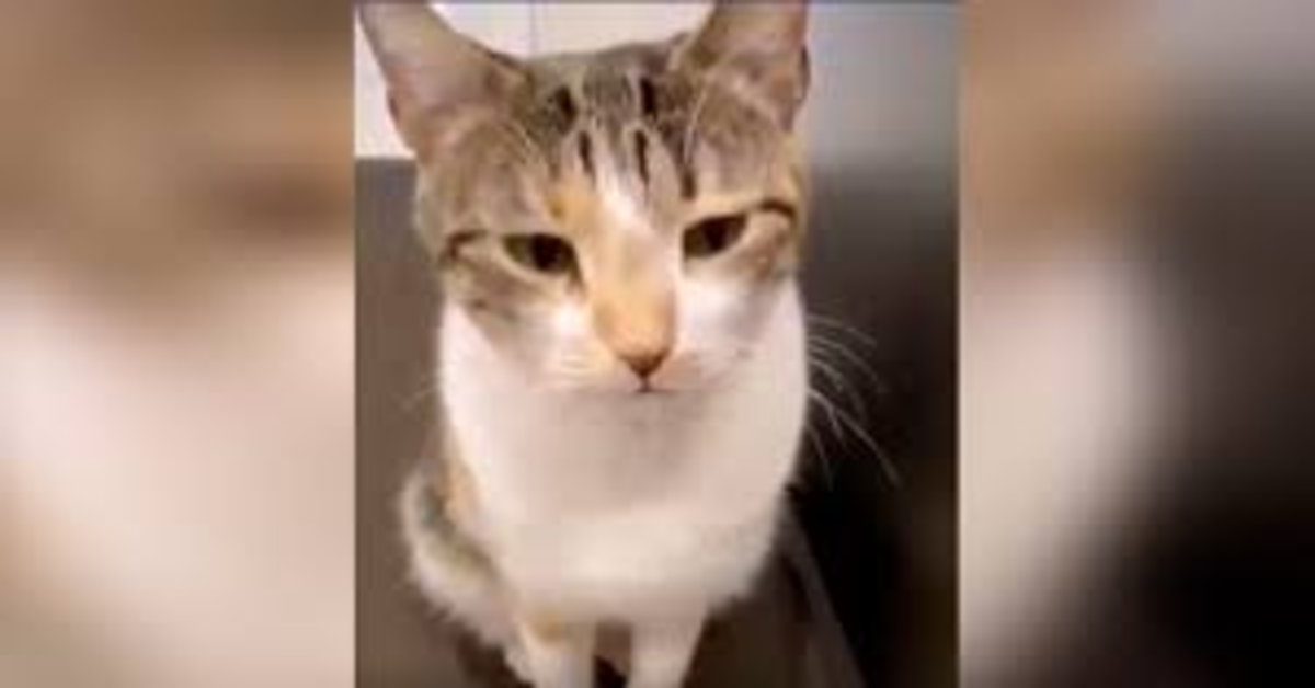 L’adorabile gattino vuole uscire e ha una tenera reazione quando riceve un no come risposta (VIDEO)