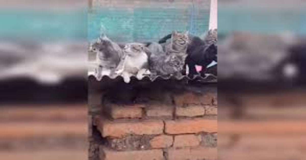 gatti aspettano cibo sul tetto