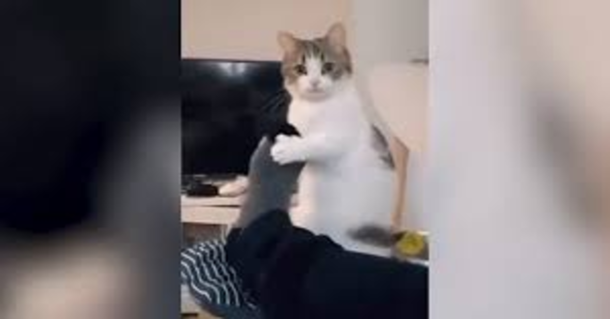 gatto cerca di attirare l'attenzione del padrone