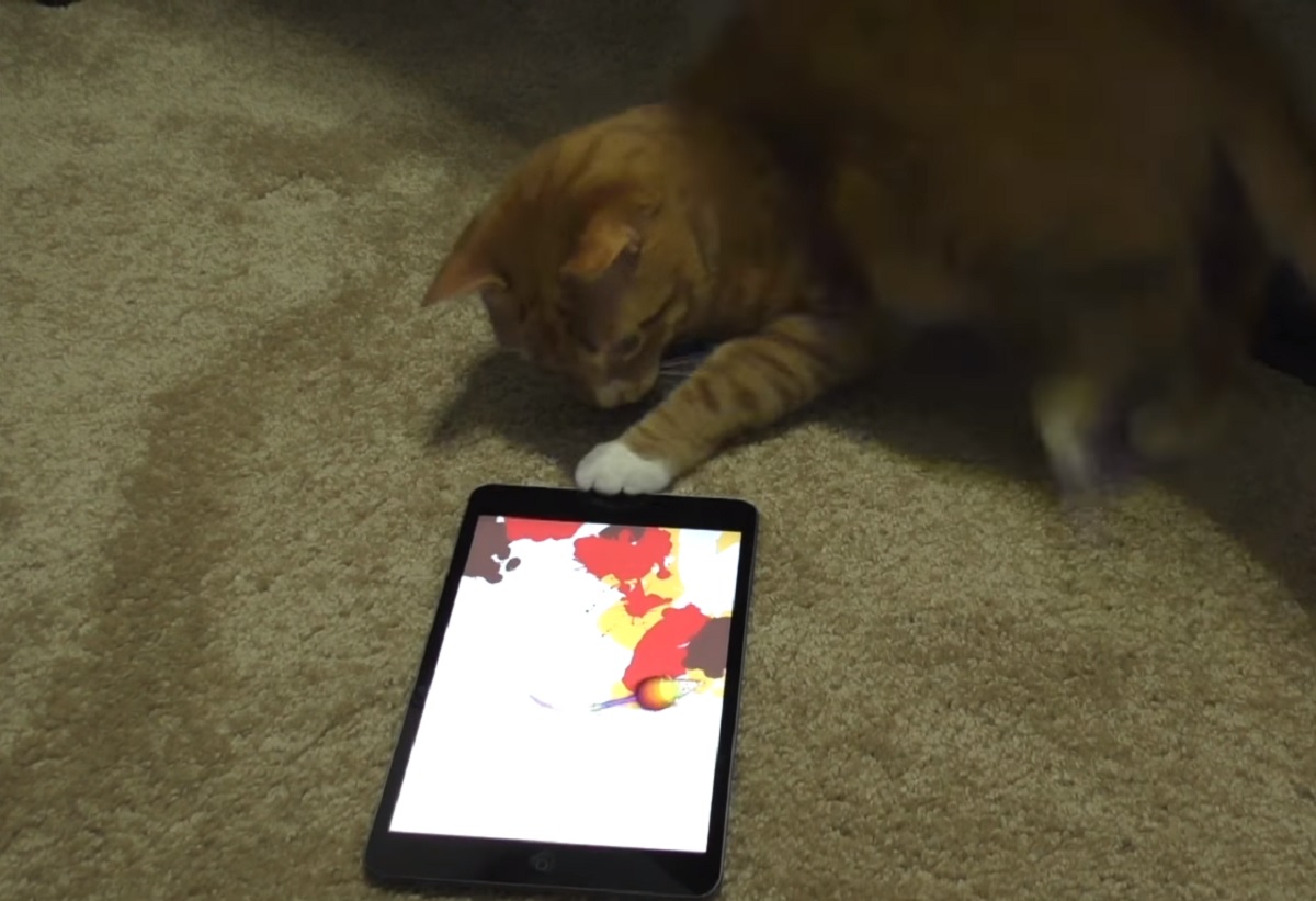 marmalade gattino disegna ipad