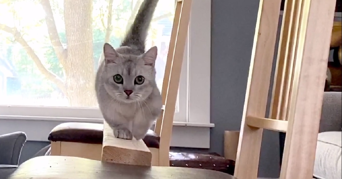 Due gattini e la loro prova d’equilibrio, il video sorprende il web