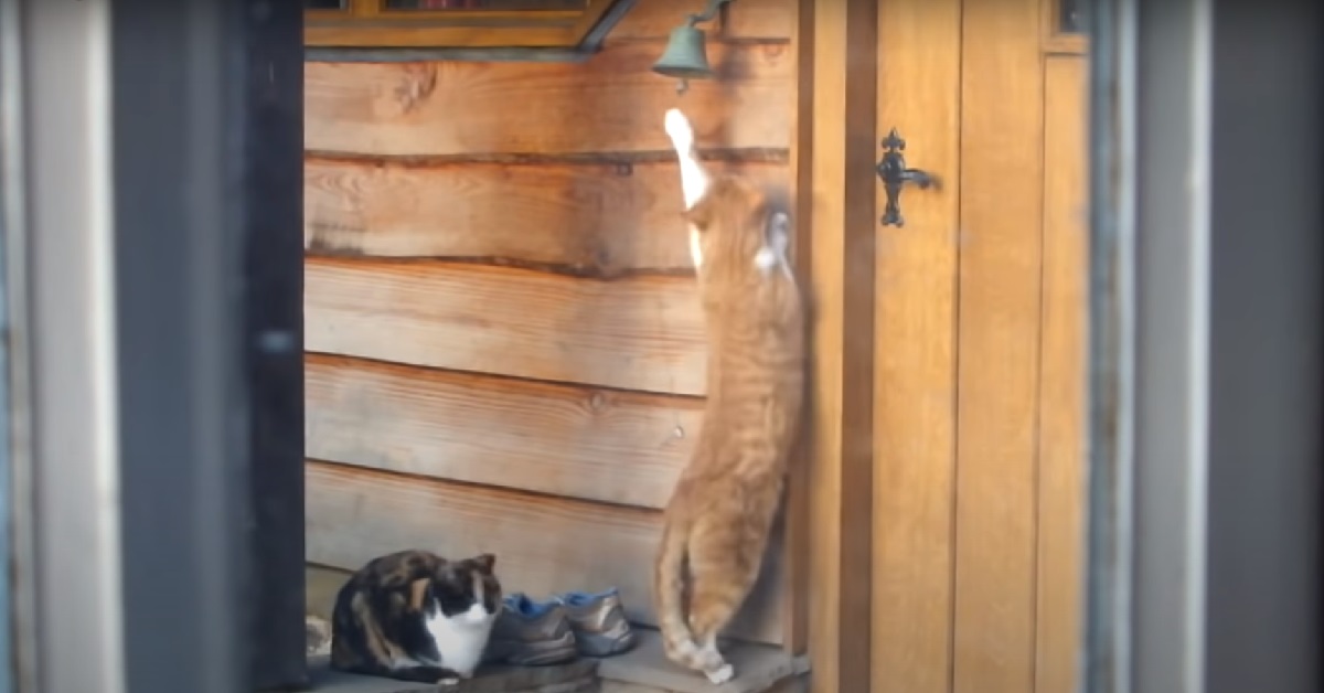 Due gattini hanno un modo davvero strano per chiedere il cibo ai loro padroni (VIDEO)