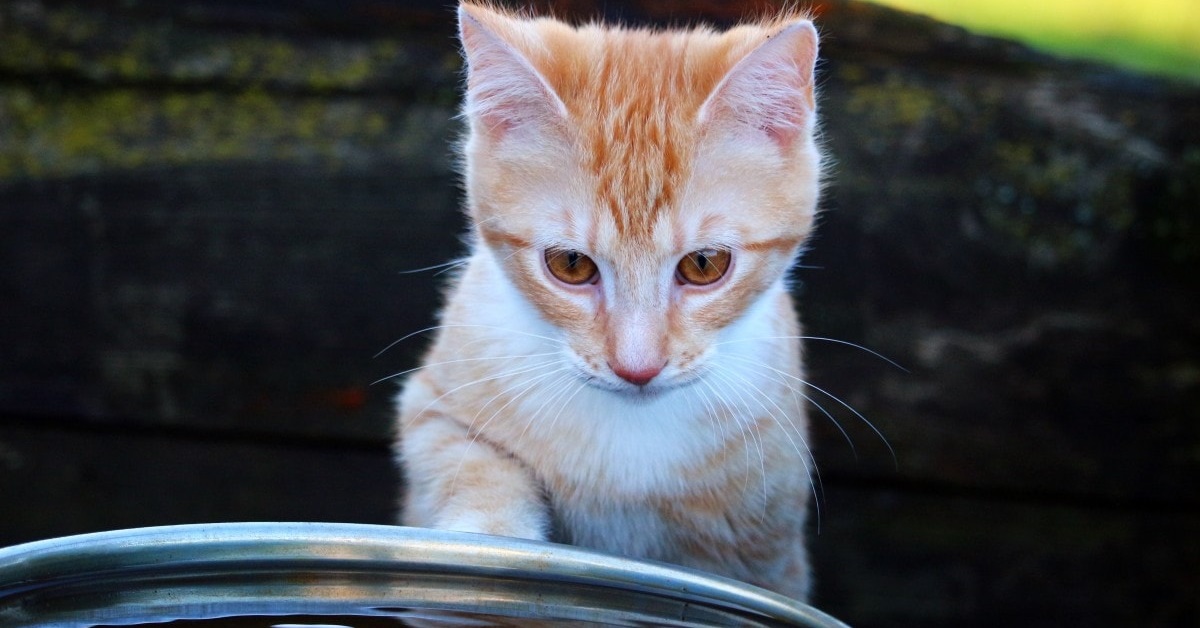 Ecco perché al tuo gatto non piace l’acqua e cosa fare per non traumatizzarlo