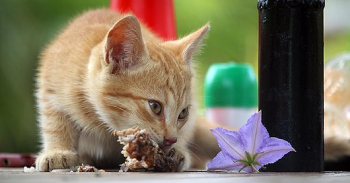 Ecco perchè dovresti dare questo cibo al gatto se vuoi vederlo cambiare davvero in meglio