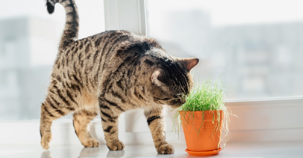 Ecco perché i gatti non sopportano questi odori e perché anche noi dovremmo preoccuparcene