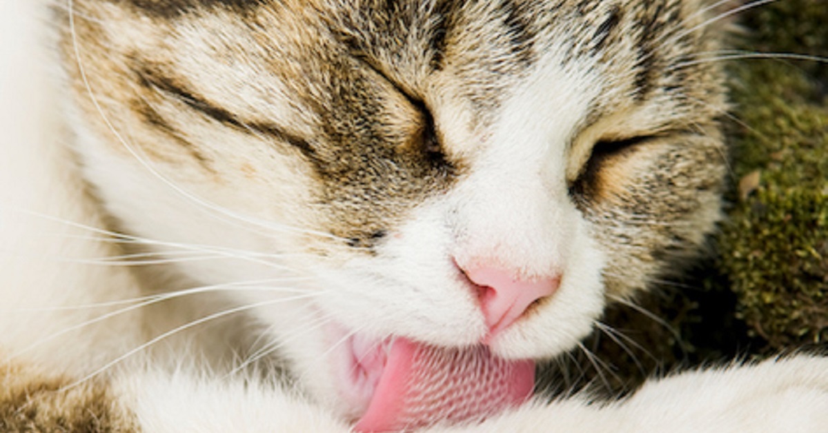 Ecco perché il tuo gatto ha la lingua così ruvida: gli serve per fare queste cose