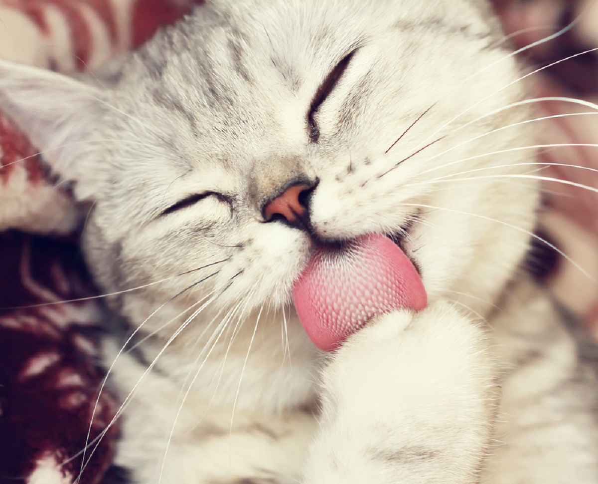 micio gattino lingua