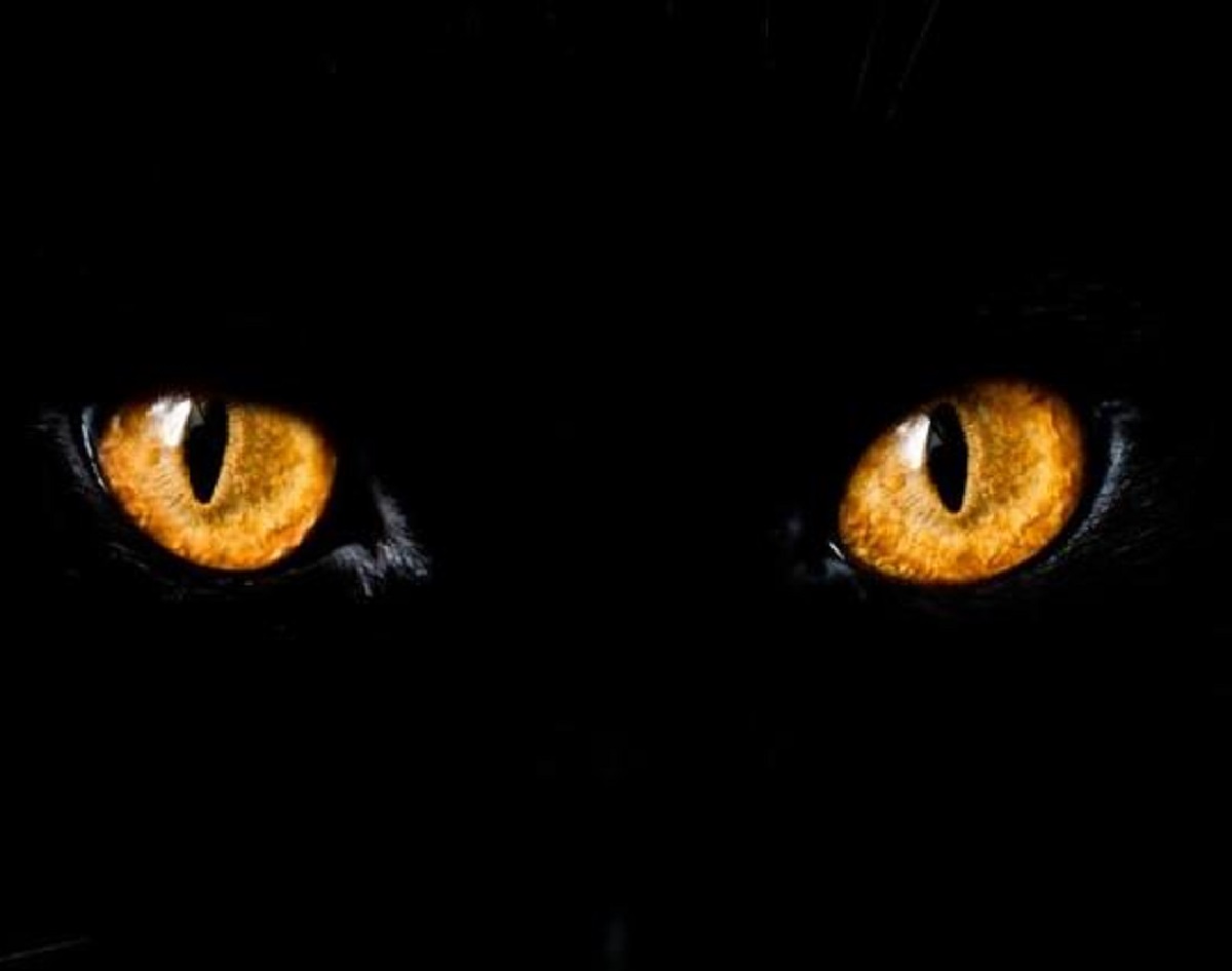 gattino occhi fisso pupille