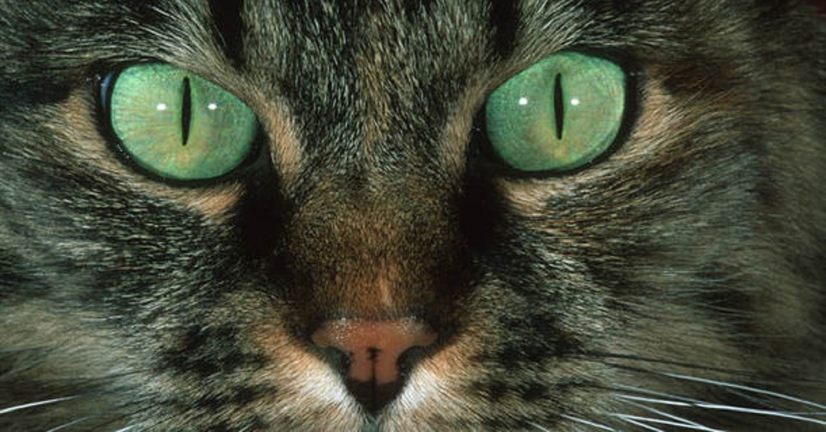 Ecco perché non si dovrebbe mai guardare un gatto fisso negli occhi