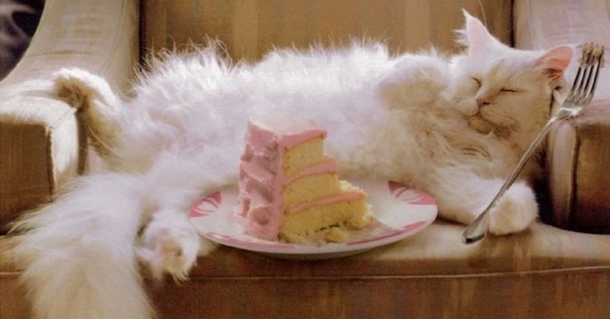 Ecco perché quando prepari dei manicaretti al gatto puoi mettere da parte lo zucchero