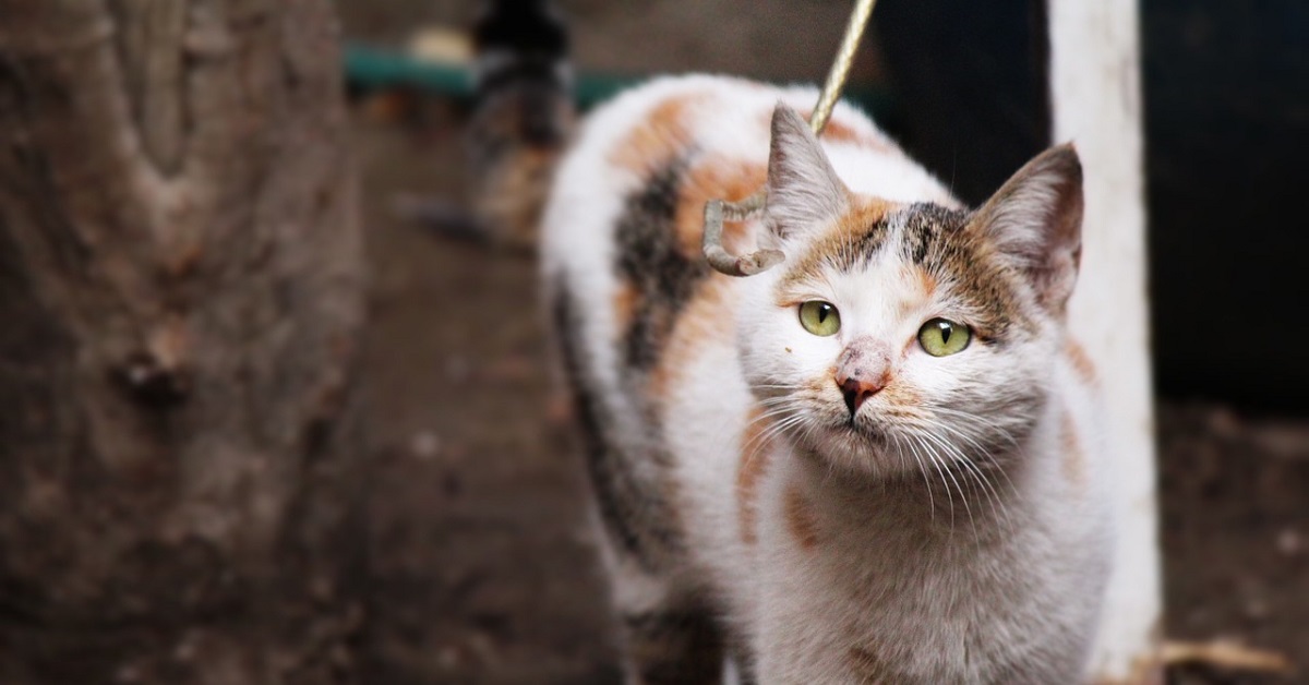 Ecco perché se hai un gatto devi assolutamente lasciare questo oggetto fuori dalla porta