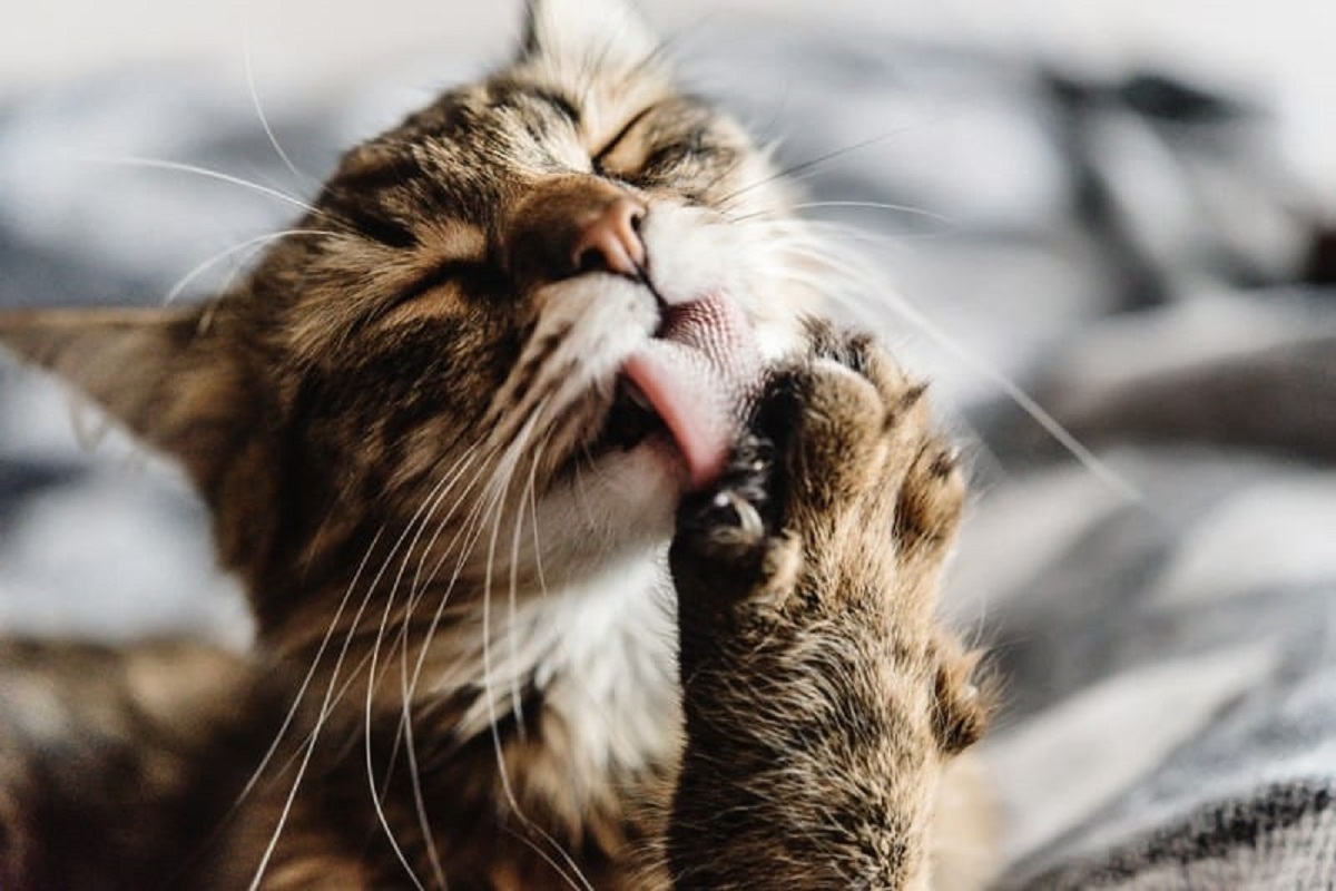 gattino annusa ascella per dire che non piace