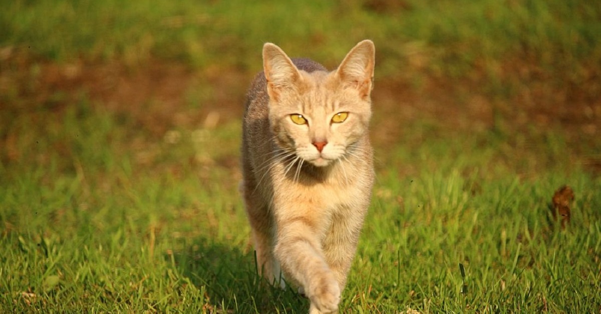 Ecco svelato il motivo per cui il tuo gatto si mette a correre all’improvviso