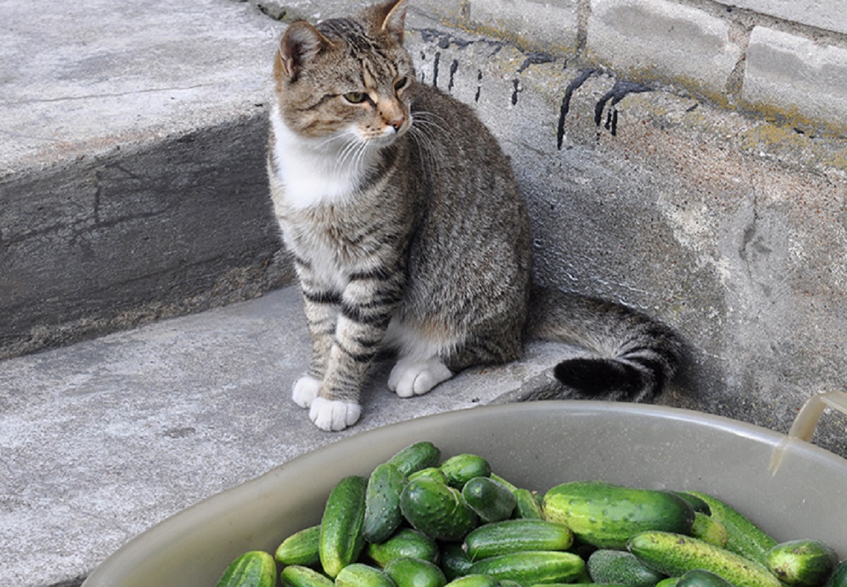 micio cetrioli foto