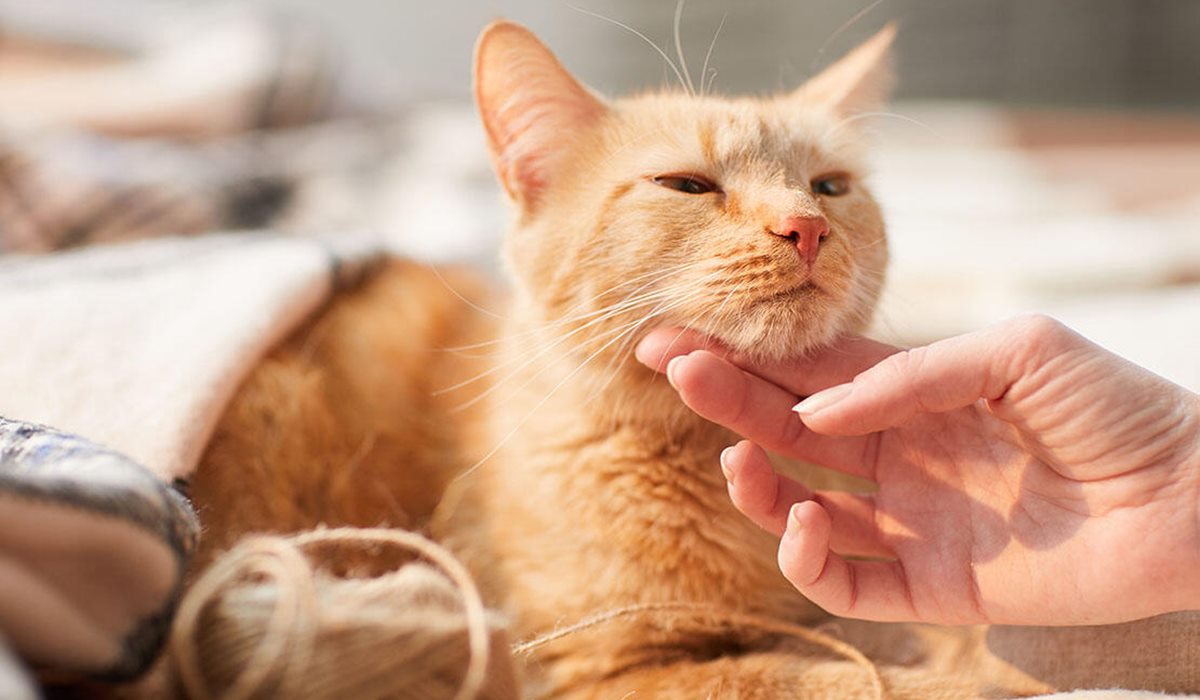 gatto arancione tigrato che sta male