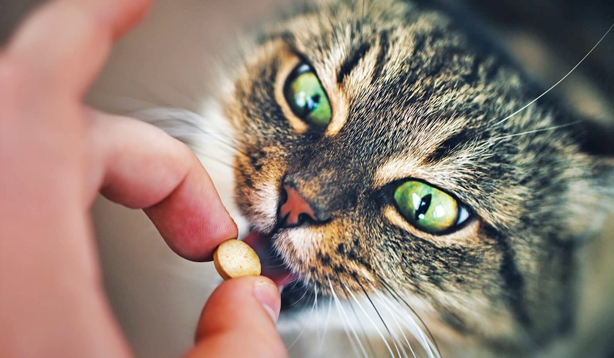dare le pillole al gatto