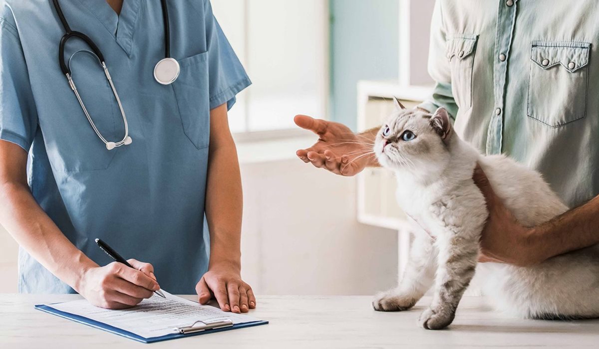 portare il gatto dal veterinario