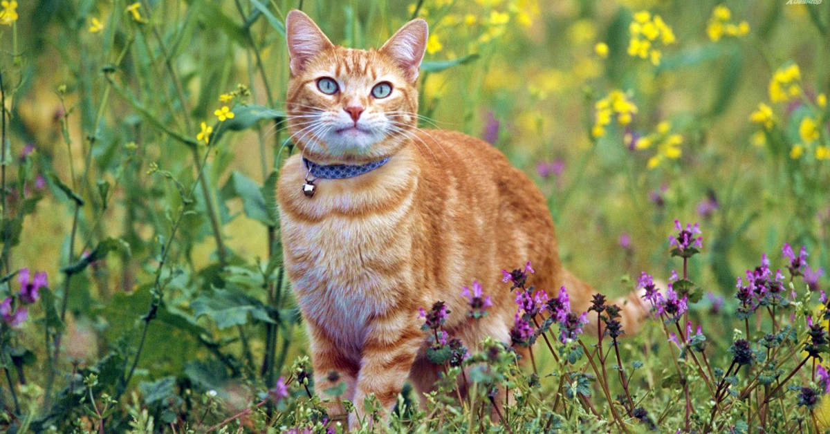 Erbe medicinali per i gatti: 10 rimedi naturali e a cosa servono
